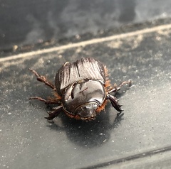 Semanopterus solidus