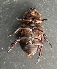 Semanopterus solidus