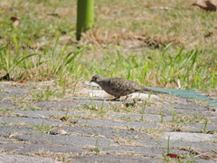 Columbina inca