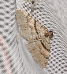 Xanthorhoe packardata