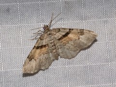 Xanthorhoe packardata