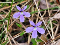 Lobelia beaugleholei