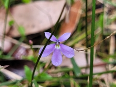 Lobelia beaugleholei