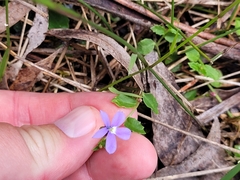 Lobelia beaugleholei