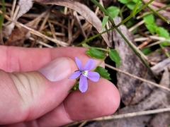 Lobelia beaugleholei