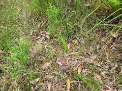 Lobelia beaugleholei