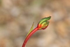 Anigozanthos manglesii manglesii