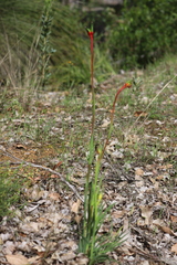 Anigozanthos manglesii manglesii