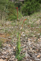 Anigozanthos manglesii manglesii