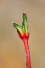 Anigozanthos manglesii manglesii