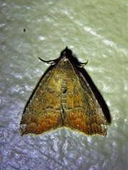 Amyna bullula