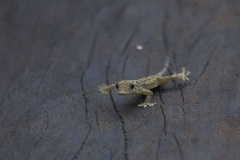 Hemidactylus muriceus