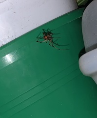 Latrodectus geometricus