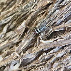 Anthomyia vicarians