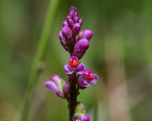Polygala tatarinowii Regel