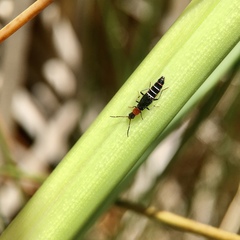 Carphurus angustatus