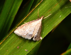 Clepsicosma iridia