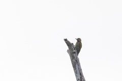 Chloropicus lugubris