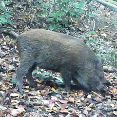 Sus scrofa leucomystax