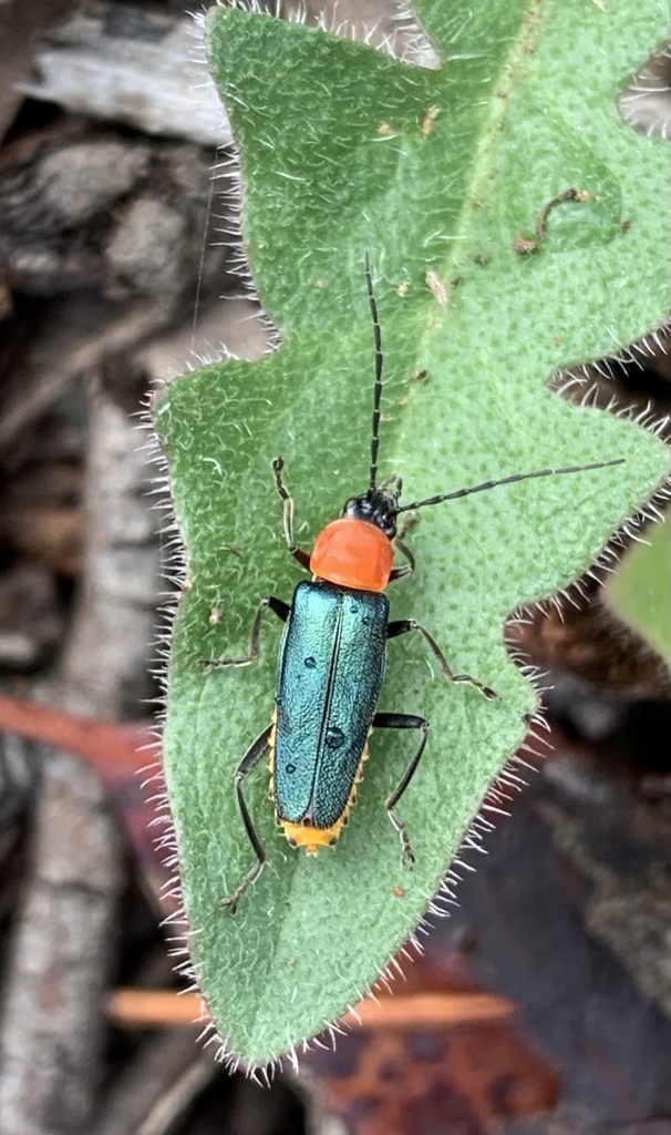 Tricolor Soldier Beetle in December 2021 by johnol7 · iNaturalist