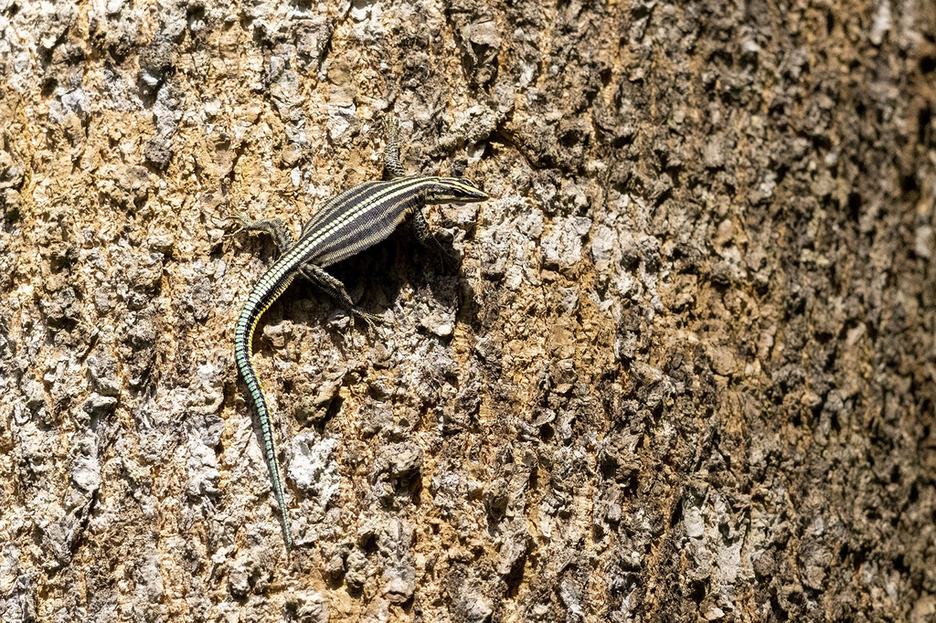 Sawtail Lizard