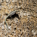 Sawtail Lizard - Photo (c) Niall Perrins, some rights reserved (CC BY-NC), uploaded by Niall Perrins