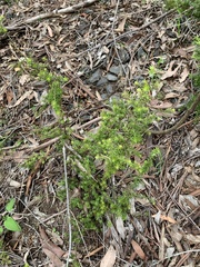 Acacia ulicifolia