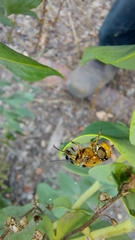 Austalis pulchella