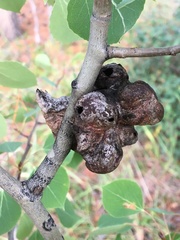 Pachypappa sacculi