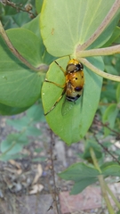 Austalis pulchella