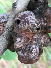 Pachypappa sacculi