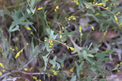 Synaphea cuneata