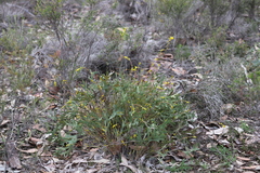 Synaphea cuneata