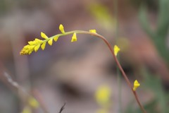 Synaphea cuneata