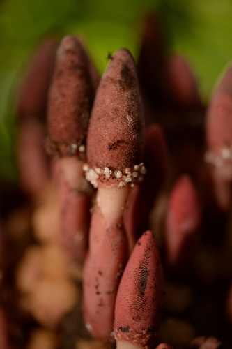 Balanophora subcupularis