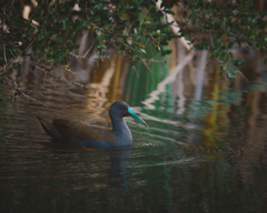 Plumbeous Rail photo 5