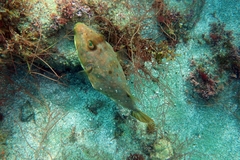 Sphoeroides lobatus