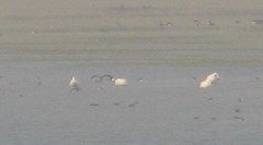 Cygnus columbianus bewickii