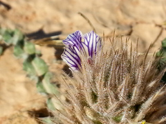 Acanthopsis hoffmannseggiana