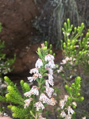 Erica caffrorum