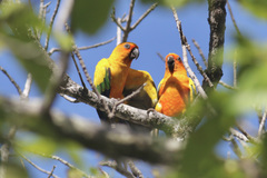 Aratinga solstitialis