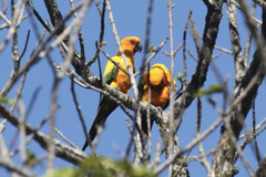 Aratinga solstitialis