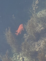 Hypsypops rubicundus