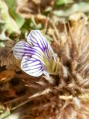 Acanthopsis hoffmannseggiana