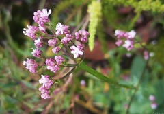Valeriana urticifolia