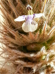 Acanthopsis hoffmannseggiana