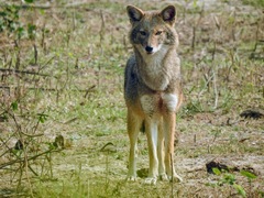 Canis aureus indicus