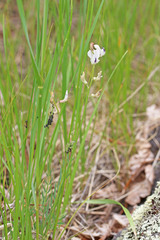 Astragalus miser oblongifolius