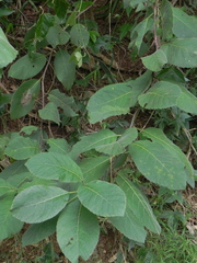 Ehretia dicksonii
