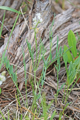 Astragalus miser oblongifolius